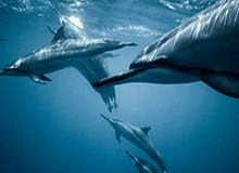 张稀哲谈留洋：不理解球员为啥要参加车展；德布劳内非常顶级